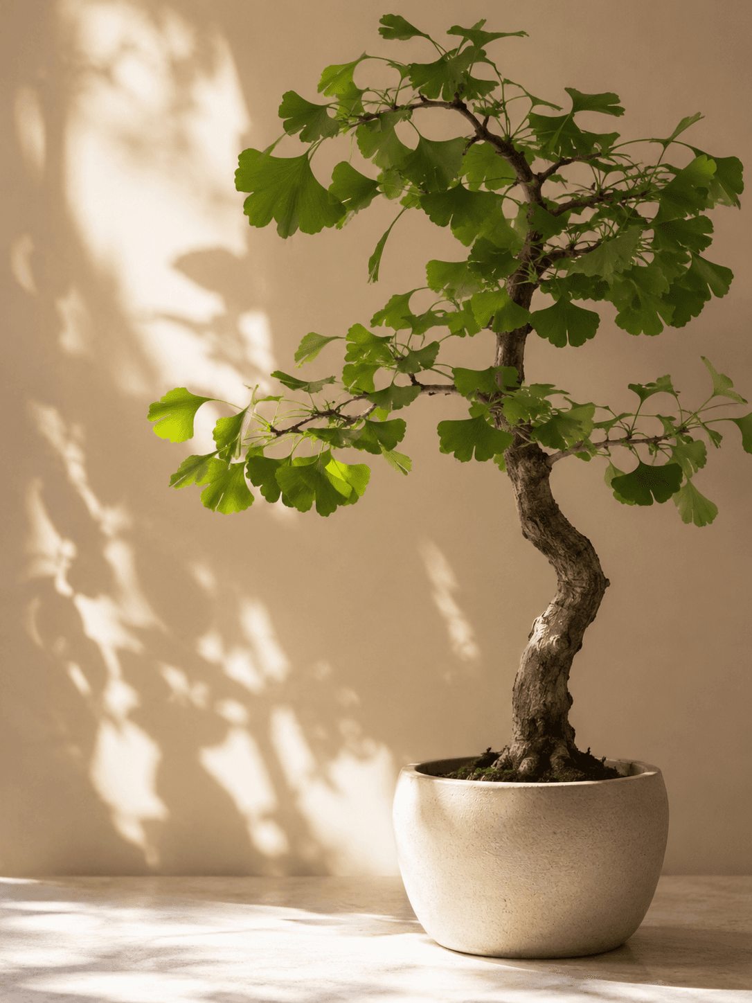 Ginkgo biloba leaves on a soft botanical background