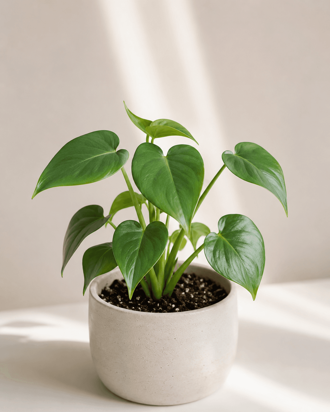 Monstera deliciosa