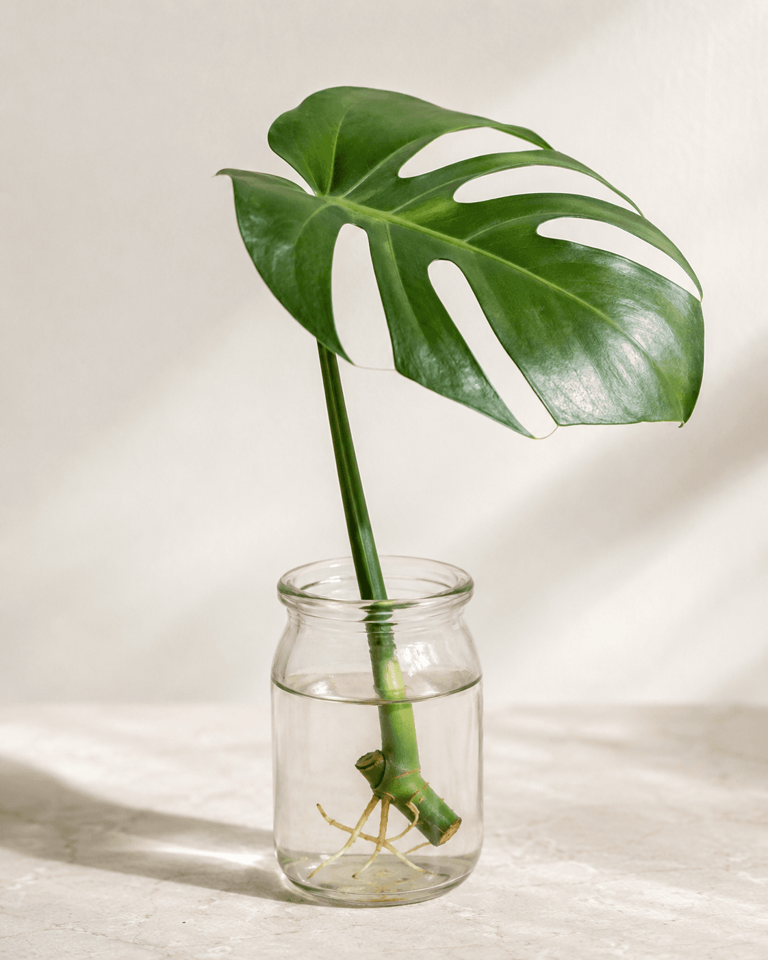 Growth stage