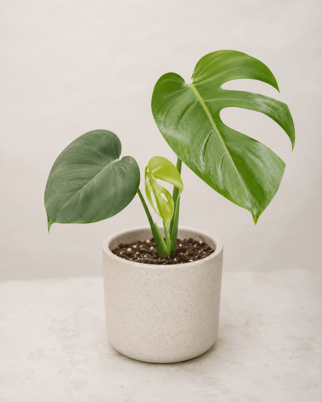 Growth stage